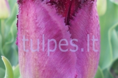 tulpes.lt_7.Purple_Crystal_psv
