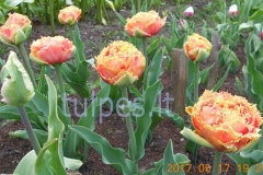 tulpes.lt_7.Sensual_Touch_sv