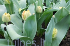 tulpes.lt_7.Sensual_Touch_sv1