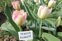 tulpes.lt_4.tender_beauty_sv1