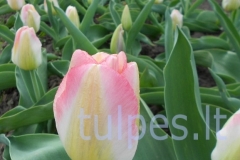 tulpes.lt_4.tender_beauty_sv4