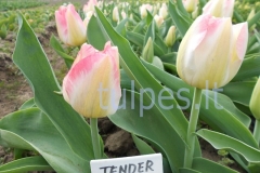 tulpes.lt_4.tender_beauty_sv5